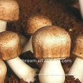 Agaricus blazei ;AMB mushroom extract